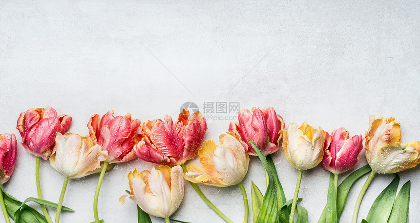美丽的郁金香与水滴,花边,顶部的景色春天的花朵图片