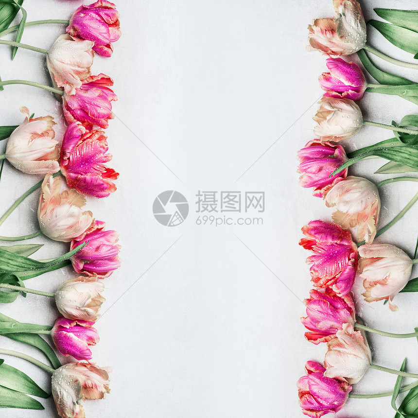 漂亮的彩色郁金香与水滴,花框,顶部的春天的花朵图片