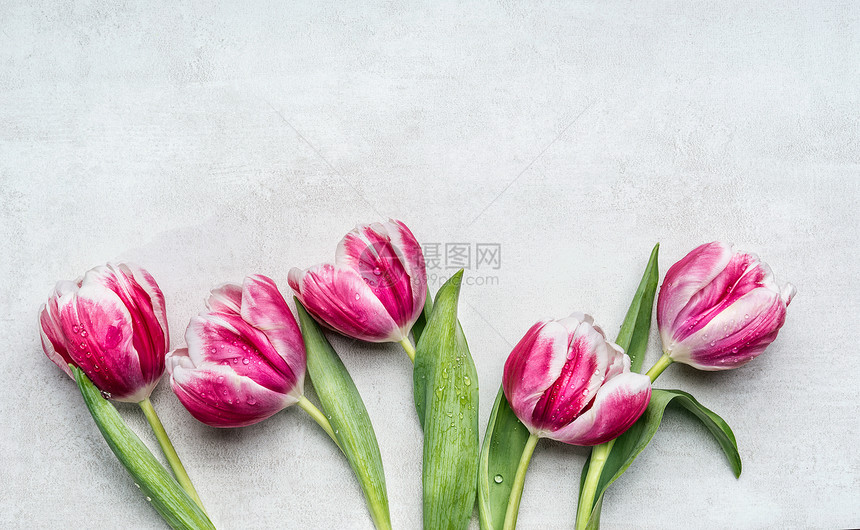美丽的罗莎白色郁金香,浅灰色背景上的花边,顶部的景色春天的花朵图片