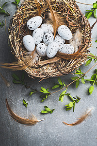 复活节鸡蛋巢与春天树枝,顶部视图图片