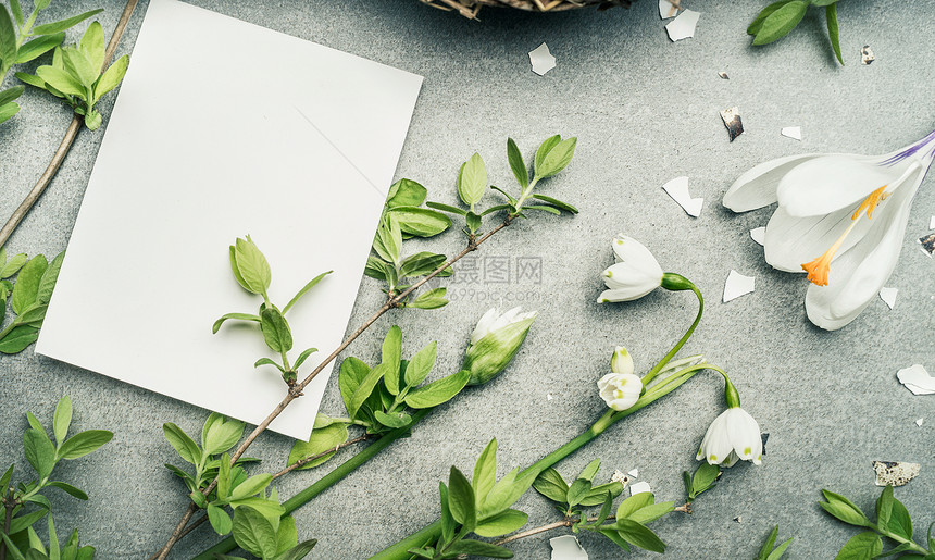 春天的花树枝空白的白色卡片,用于烤架,顶部视图图片