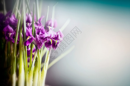 紫色番红花模糊的自然背景,正视图,花卉边界春天的花朵图片