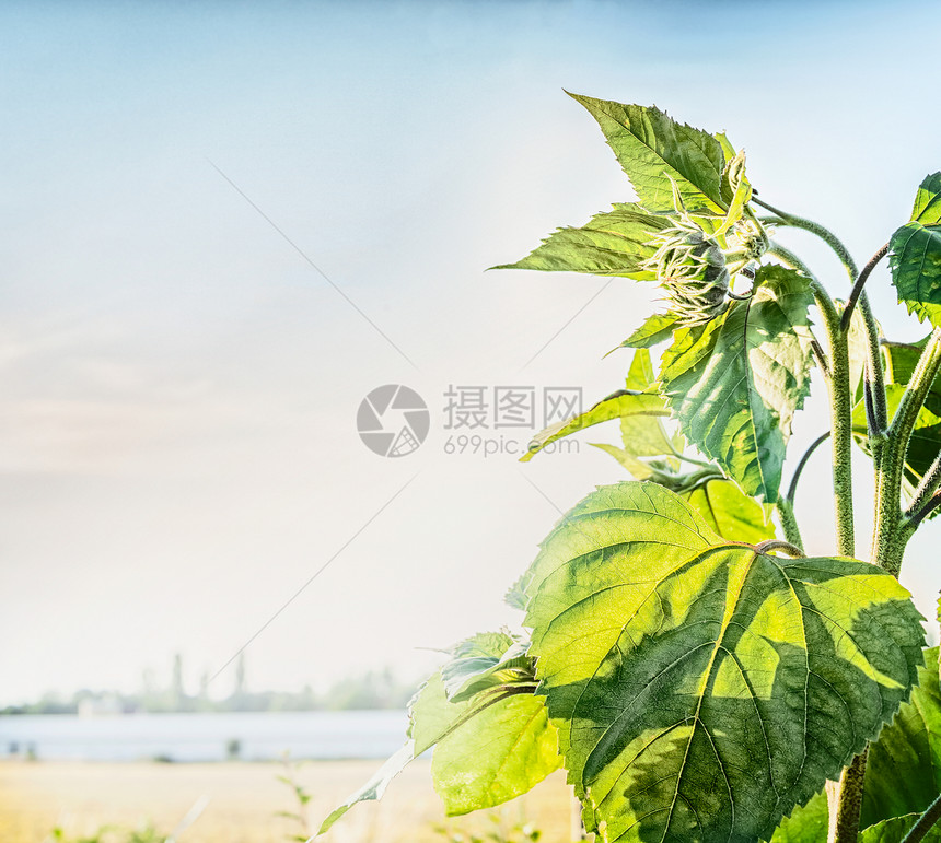 乡村户外自然背景与绿色向日葵天空背景夏天的自然图片