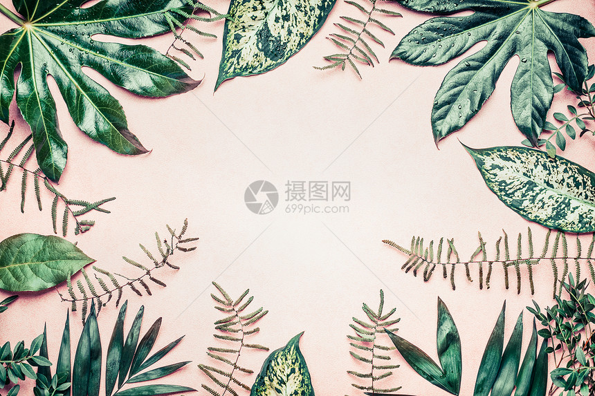 创造的自然框架,由热带棕榈蕨类植物叶子制成的背景,顶部视图图片