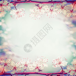 春季花框与美丽的樱桃樱花,博克背景图片