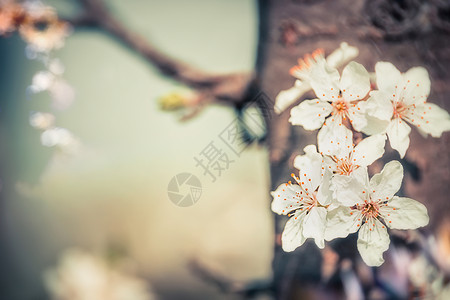 樱花盛开,特写,春天户外自然图片