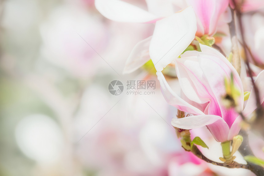 娇嫩的粉红色玉兰花玉兰树模糊的花朵上,春天的自然,花的边界图片