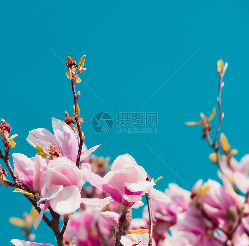 蓝天背景下玉兰树开花,花园公园中的春天自然图片