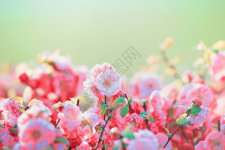 许多粉红色的浅花绿色的自然背景下,花园公园,户外,花卉边界背景图片