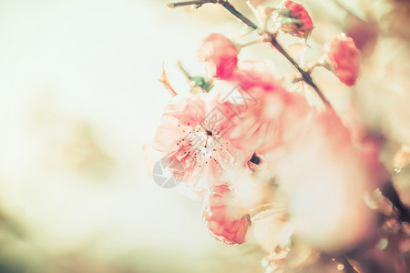 可爱的粉红色浅花晴天背景,户外自然,花卉边界图片