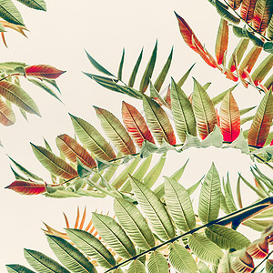 绿色红色热带丛林树叶浅色背景,特写,自然背景图片