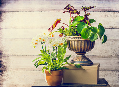 漂亮的植物兰花花用于室内容器园艺,正景色图片
