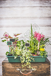 各种植物夏季容器园艺白色木墙背景,正视图图片
