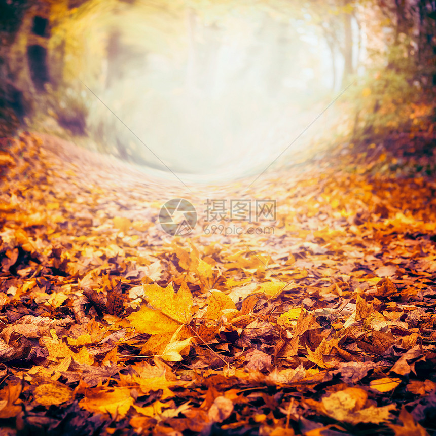 秋天的自然背景五颜六色的落叶,秋天的自然,框架图片