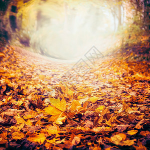 秋天的自然背景五颜六色的落叶,秋天的自然,框架图片