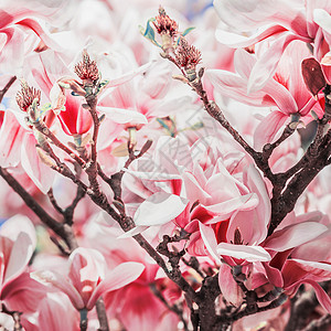 红玉兰木兰树上开花,春天的自然图片