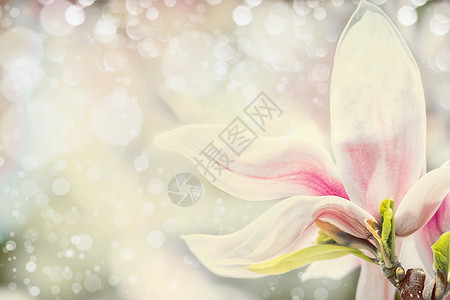 玉兰花粉彩背景与博凯春季自然背景,花卉边框图片