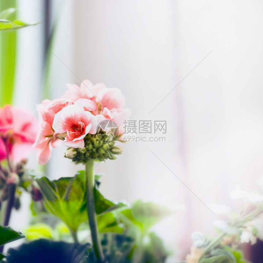 淡粉色天竺葵花,特写图片