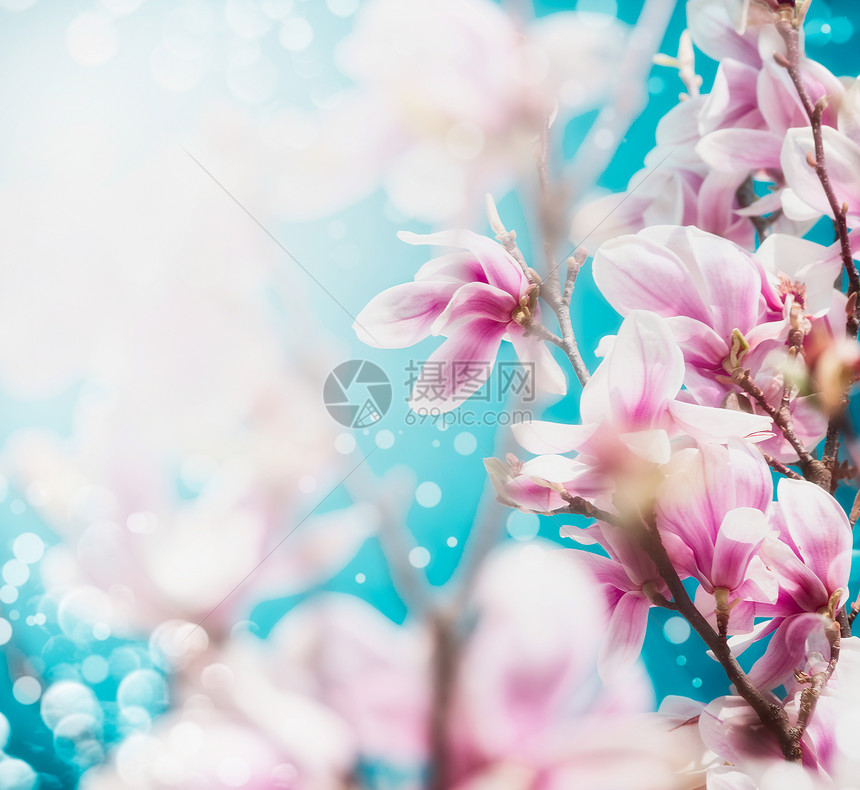 美丽的粉红色花玉兰树蓝天背景,图片