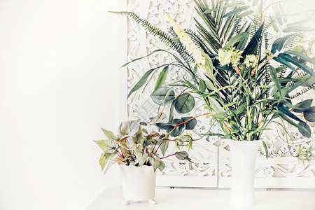 白色桌子上漂亮的室内植物,家庭内部图片