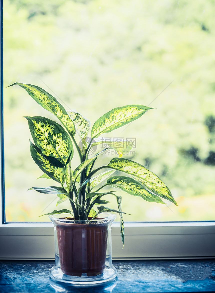 室内室内甘蔗Dieffenbachia绿植盆栽窗台上,正观看图片