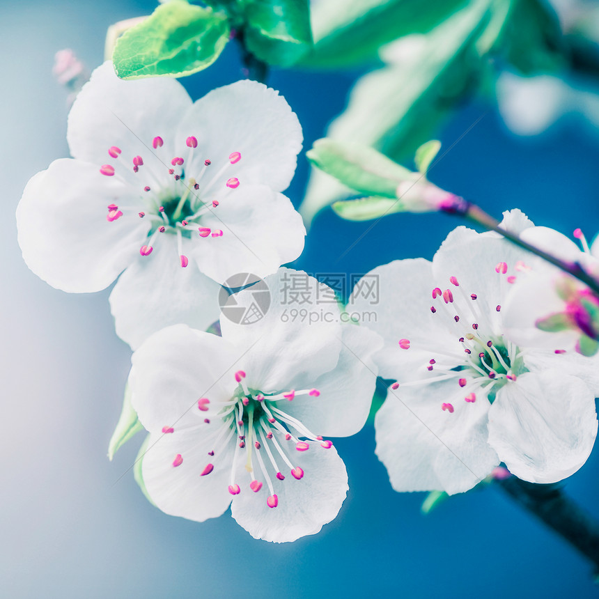 蓝色背景下漂亮的花朵图片