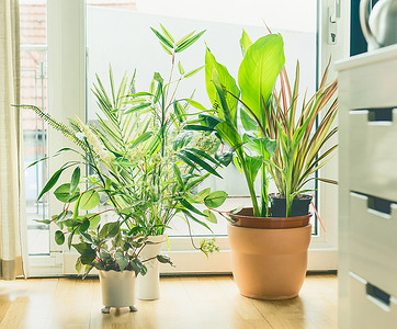 客厅窗户的盆栽布置城市生活造型与室内植物背景图片