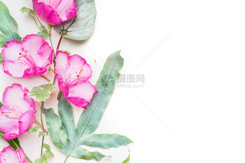 可爱的粉红色花,白色背景上的叶子,顶部的景色,花的边框图片
