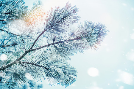 冬天雪背景下雪松冷杉的冻枝与Bokeh图片