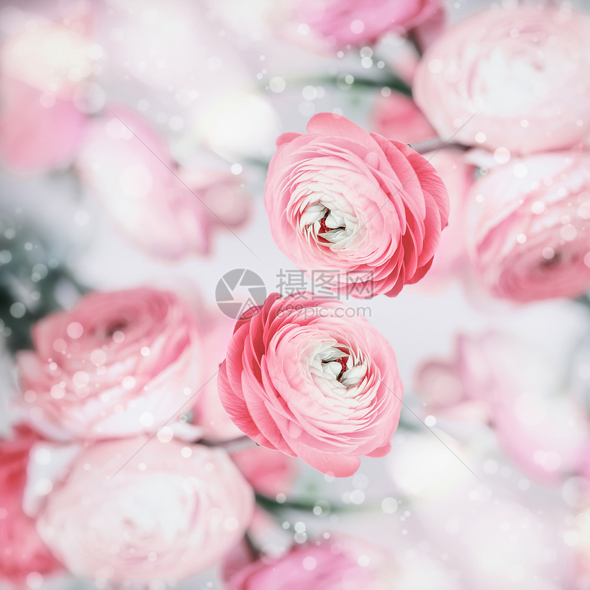 可爱的花背景,漂亮的粉红色苍白的花波克,柔的颜色图片
