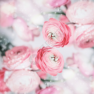 可爱的花背景,漂亮的粉红色苍白的花波克,柔的颜色图片