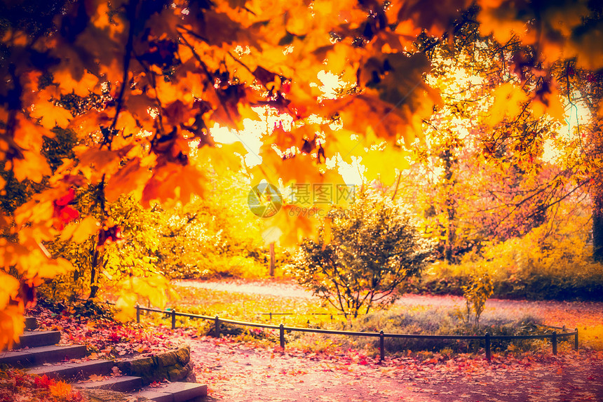 秋天的公园金色的叶子,模糊的秋天背景图片