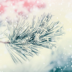 针叶树的冬季背景下,雪松杉木覆盖着霜冻雪户外自然背景图片
