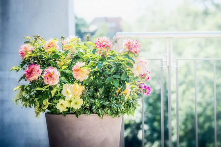 漂亮的露台花盆与花卉安排玫瑰,牵牛花马鞭花阳台露台城市集装箱播种机园艺图片