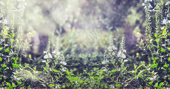 夏季自然背景与野生植物花卉,横幅图片