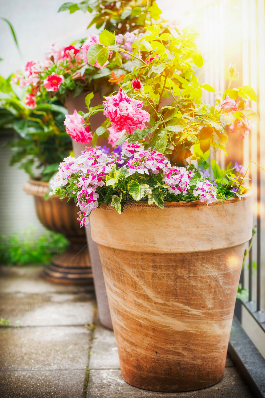 漂亮的露台阳台盆与容器花玫瑰马鞭草阳光下,容器种植园艺城市花园图片