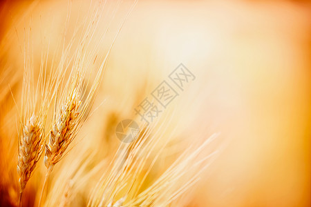 谷物场上成熟小麦的耳朵,户外图片