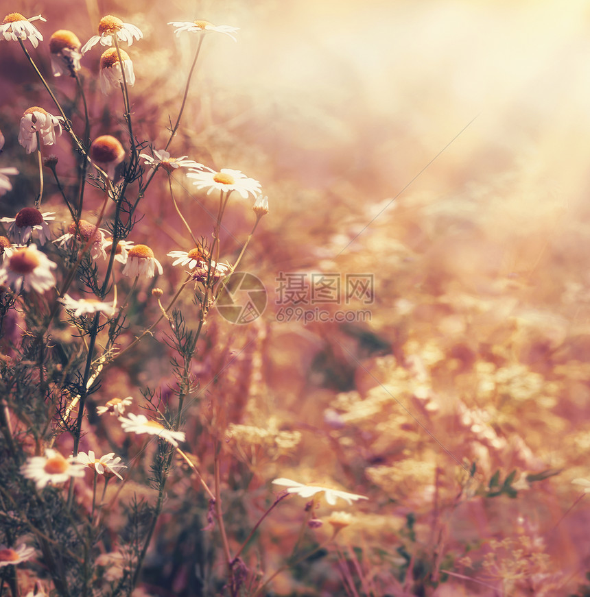 秋天的自然背景,雏菊花朵阳光夏末乡村景观,户外自然图片