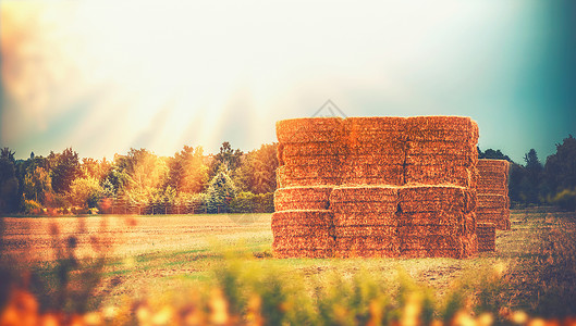 农村夏末乡村景观与小麦干草堆稻草捆田野,农业农场农业图片