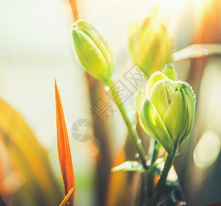 夏末秋季植物花卉背景与草百合阳光下,户外自然图片