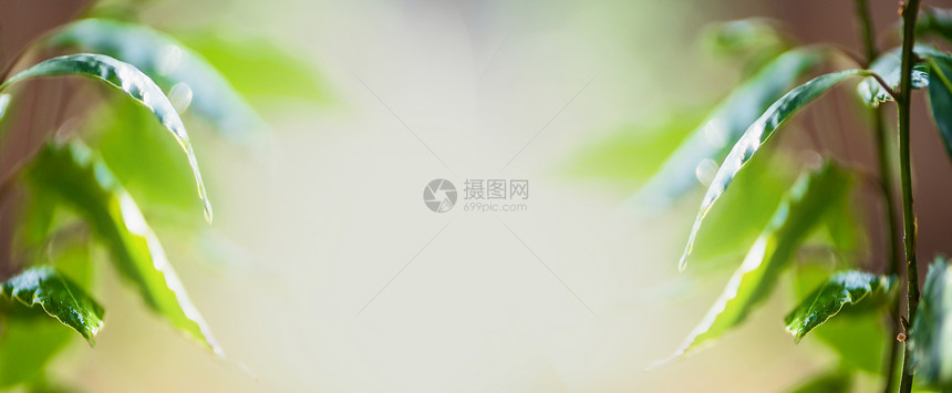 夏季自然背景,绿叶,水滴日落光,热带植物树叶,生态环境植被健康图片