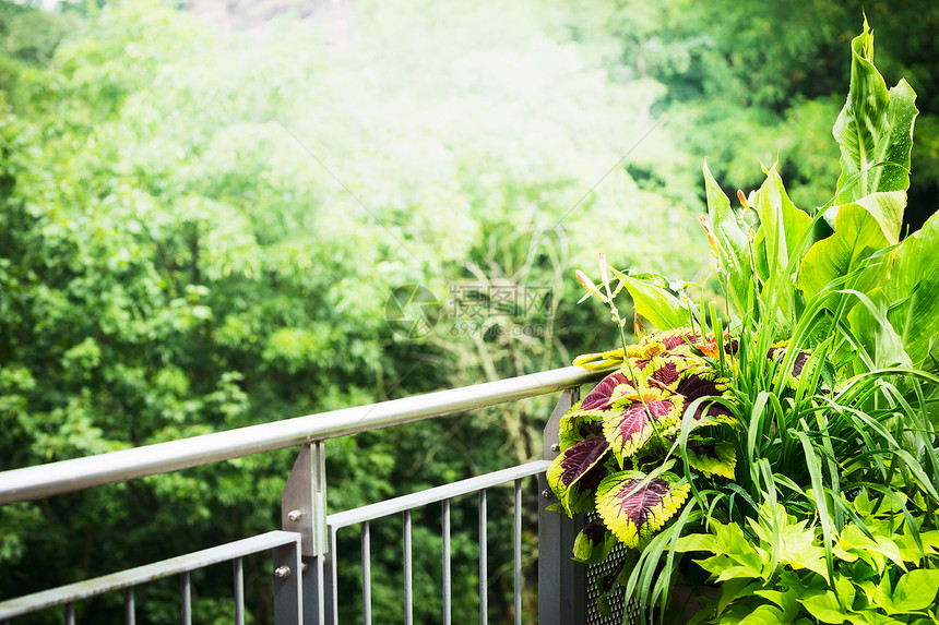 美丽的阳台露台植物与阳光绿色的自然背景图片