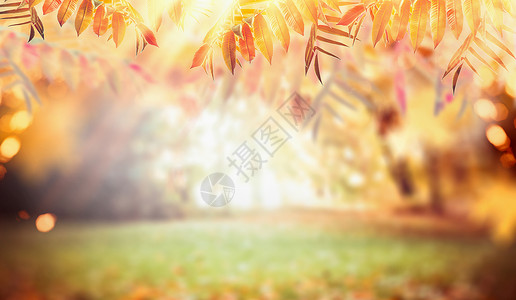 秋天的自然背景,五颜六色的秋天树叶,牧场阳光图片