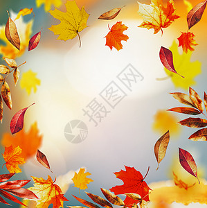 秋天背景五颜六色的落叶波克,秋天自然花园公园,框架背景图片