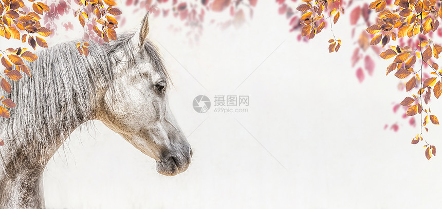 灰色阿拉伯马头浅背景与秋天的叶子树叶,轮廓图片,横幅图片