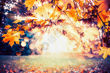 秋天背景,秋天的叶子阳光公园花园草坪图片