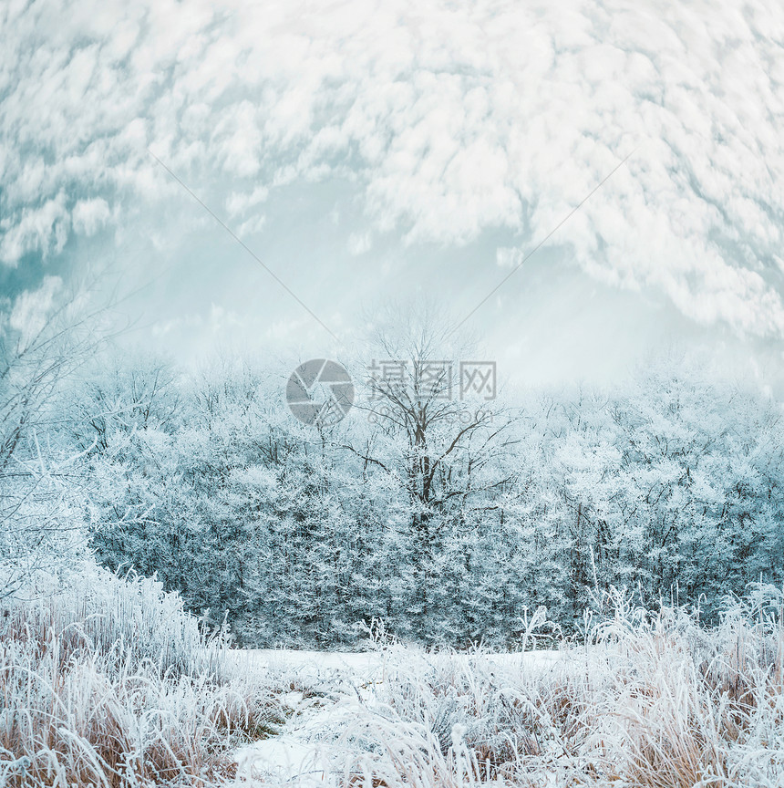 霜冻的冬日景观,雪覆盖着树木草地,美丽的天空图片