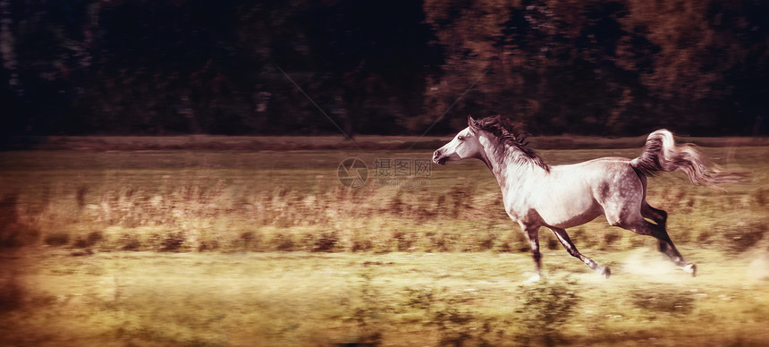 灰色的马秋天的田野奔跑,横幅图片