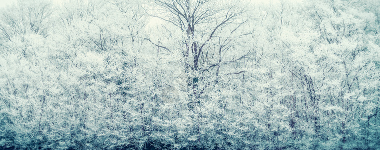 冬天的背景冻雪覆盖的树木树枝,横幅图片