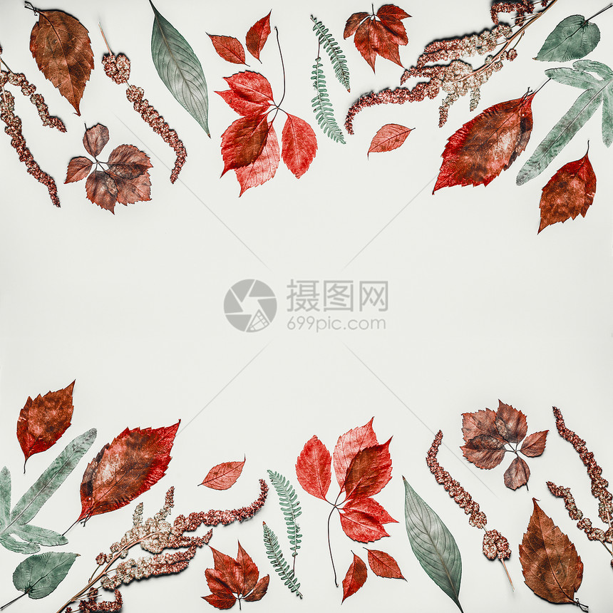 秋季构图图案背景,由各种五颜六色的落叶制成,背景轻,俯视图,框架图片